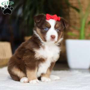 Eden, Miniature Australian Shepherd Puppy